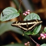 Schmetterling 2, Mindo, Ecuador