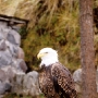 Condor Parque, Otavalo
