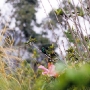 Kolibri im Condor Parque, Otavalo