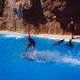 Surfen_auf_dem_Delphin