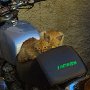 Mopedmiezen, Agrigent